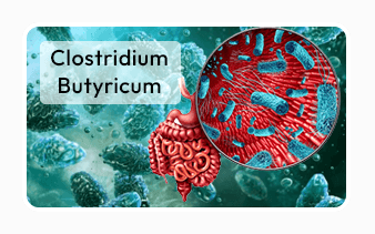 Trimology Weight™ Clostridium butyricum ingredient