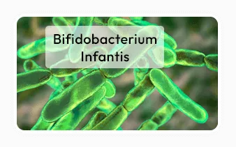 Trimology Weight™ Bifidobacterium infantis ingredient